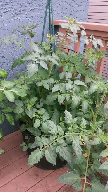 20170620_100345.jpg