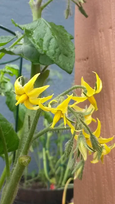 Tomato Flowers