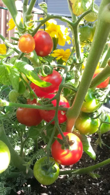 Cherry Tomatoes