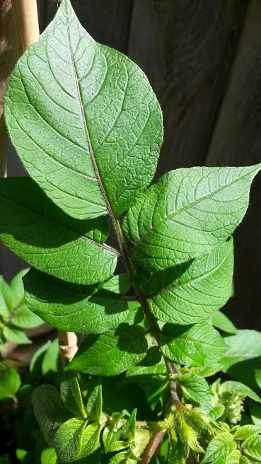 Red Skinned Potato Leaf