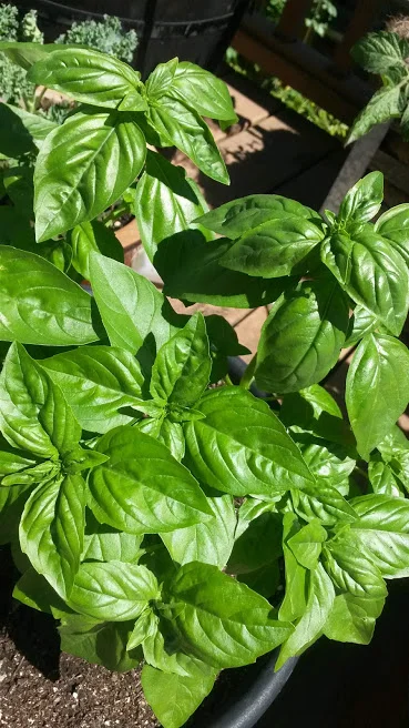 Genovese Basil