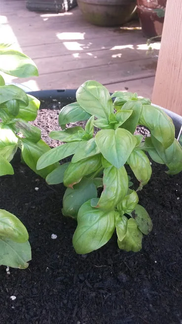Genovese Basil Seedlings