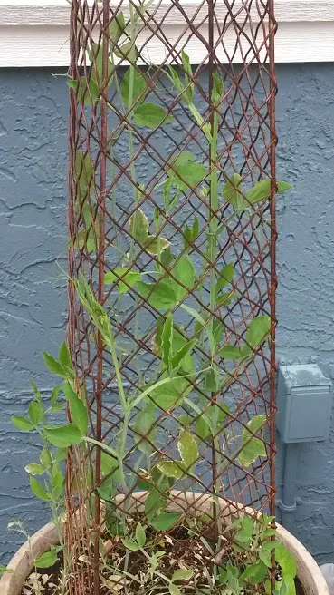 Sweet Pea Plants