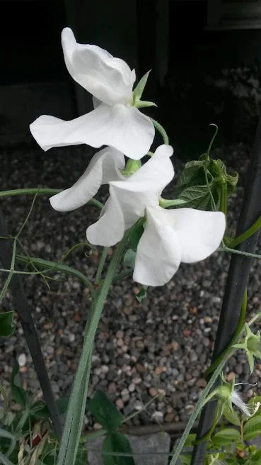 Sweet Peas