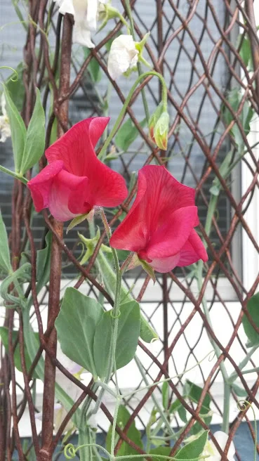 Sweet Peas