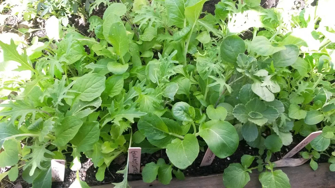 Mustard Greens Blend