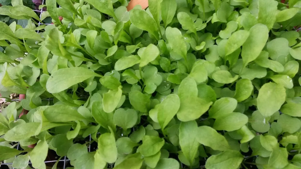 Arugula Greens