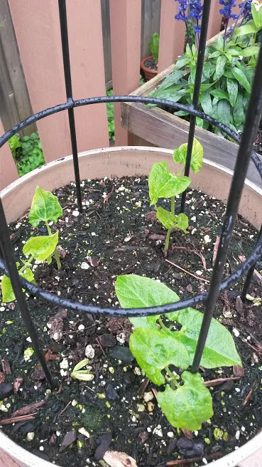 Sprouted Runner Beans