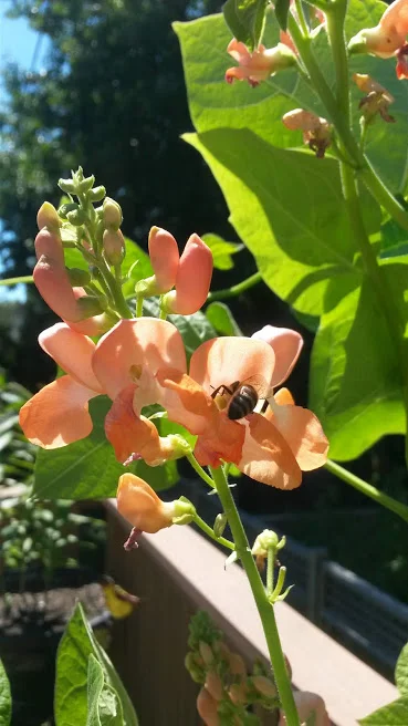 Lovely Runner Beans...and a Bee Butt