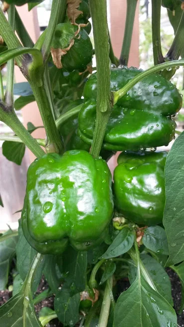 Green Bell Pepper