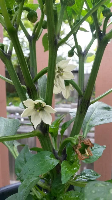 Pepper Flowers