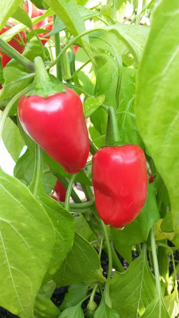 Red Lunchbox Bell Peppers