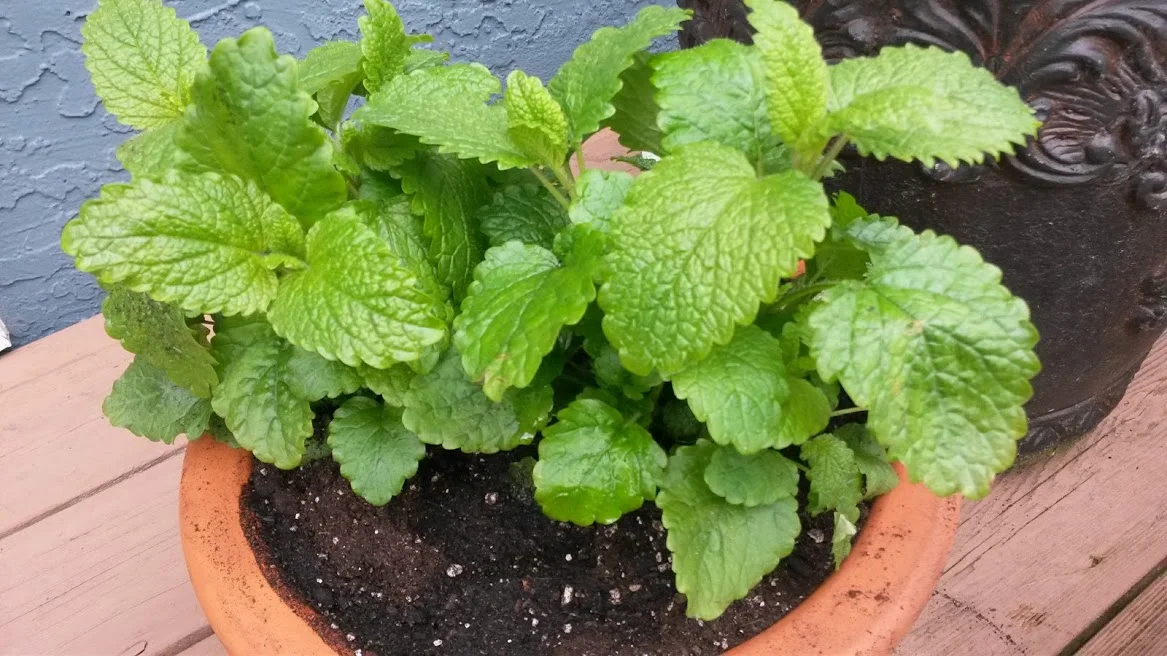 Lemon Balm