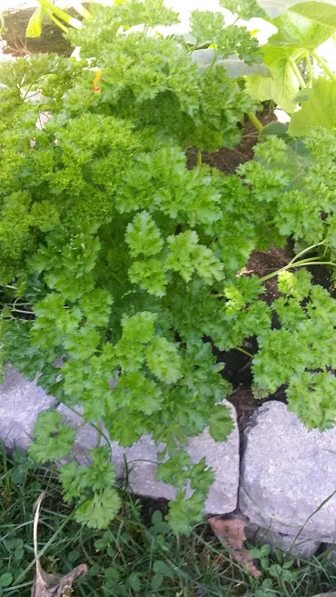 Curled Leaf Parsley