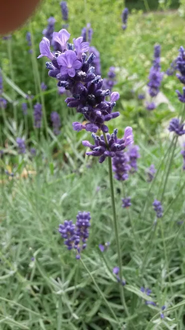 English Lavender