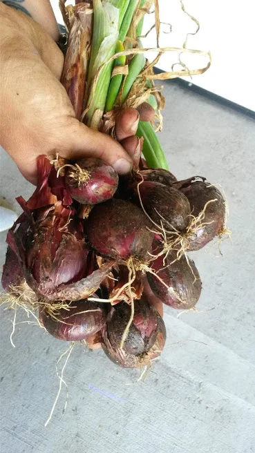 Red Onions