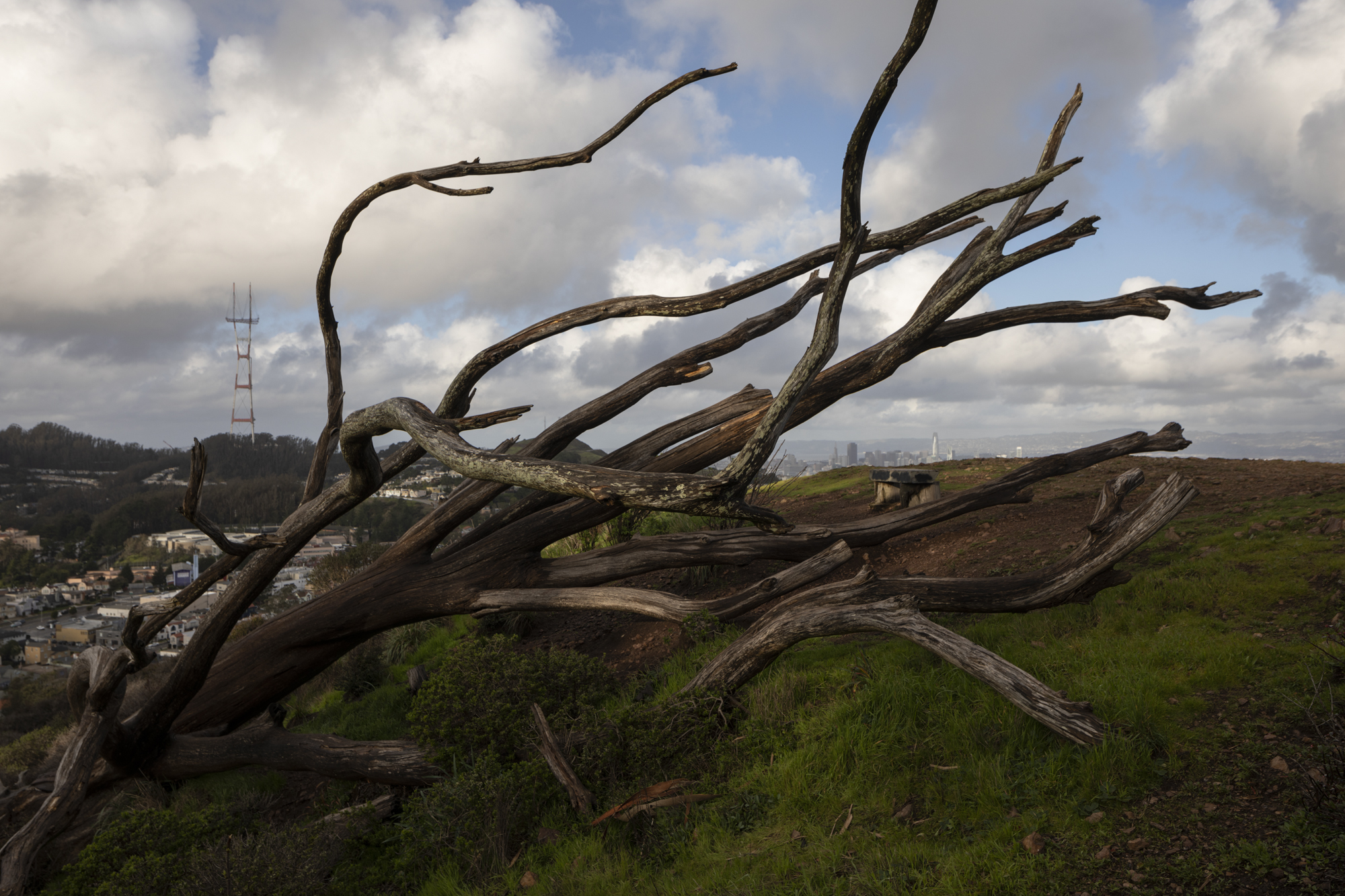 SF and The Salesforce Tower_#04_©Henrik Kam 2019.jpg