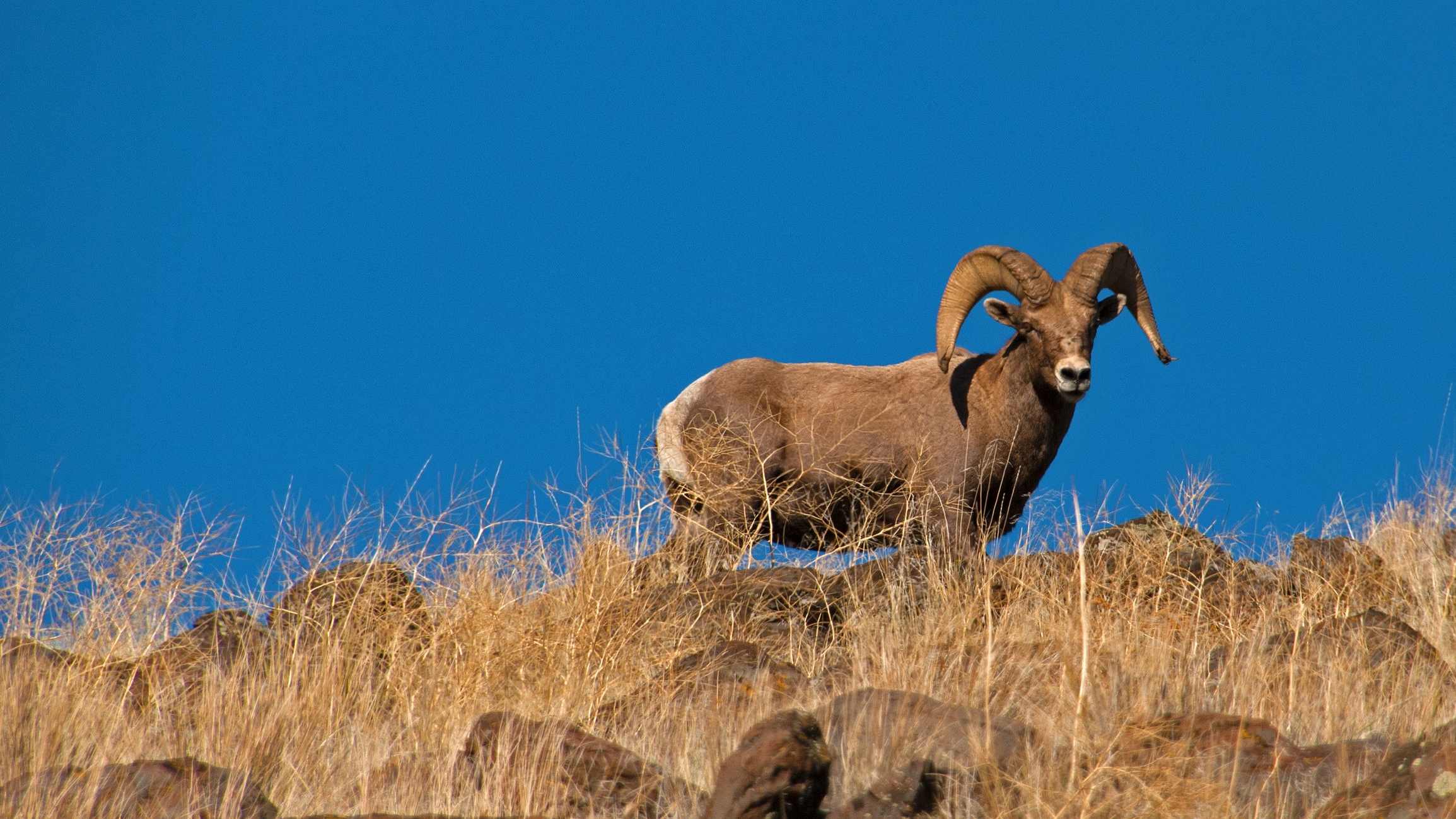 Yakima River Bighorn Sheep