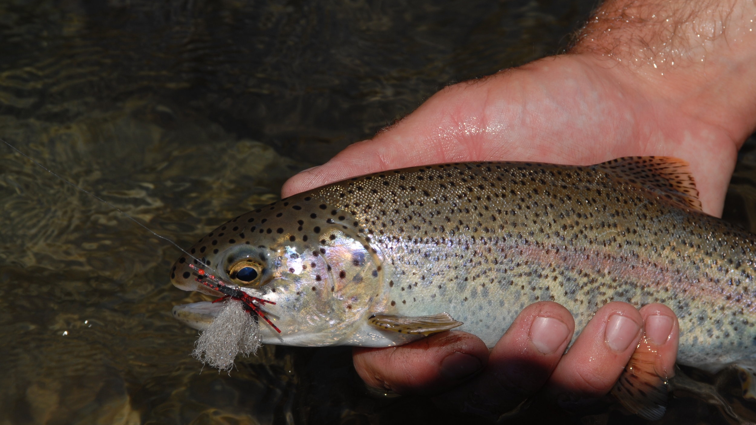 Naches River Fly Fishing