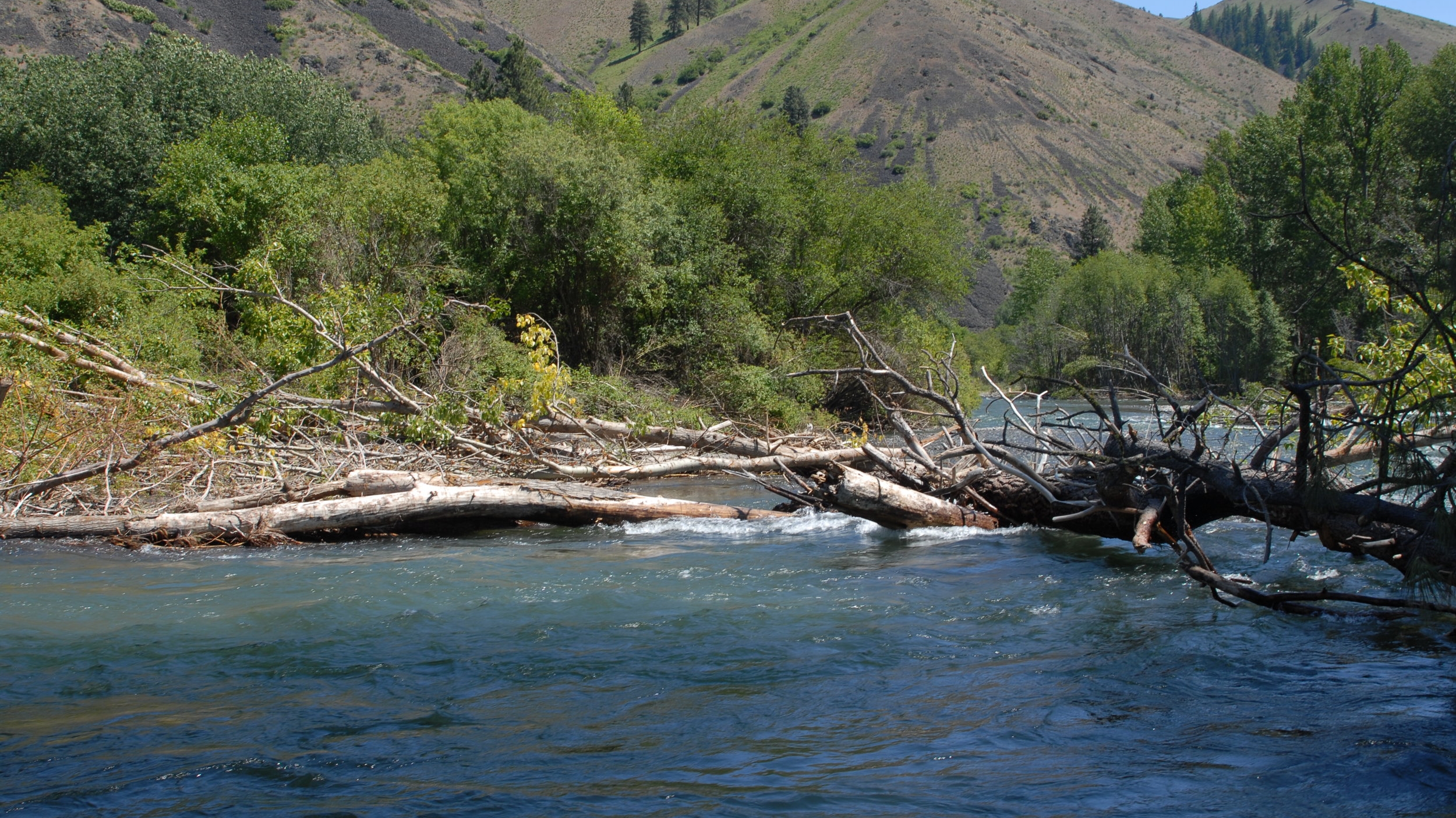 Naches River Fly Fishing