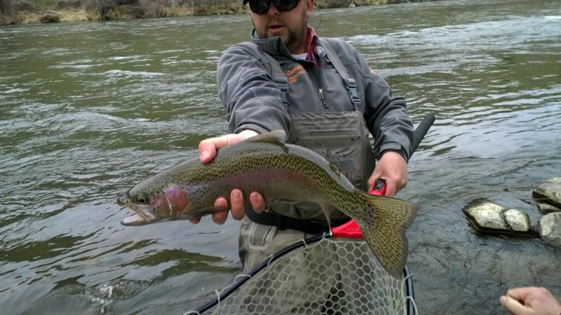  A hefty springtime rainbow on the Yakima river. 