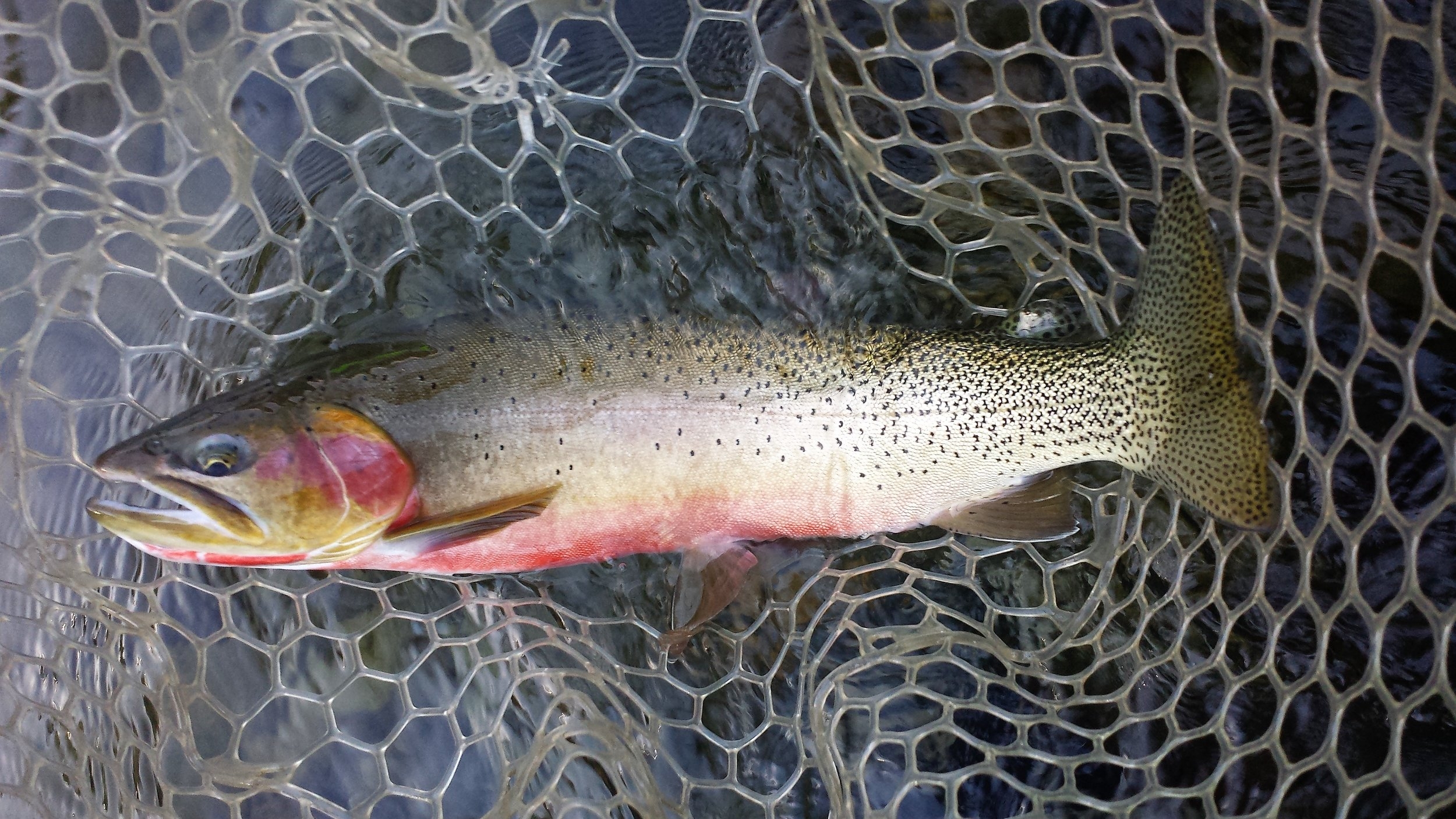 Naches River Fly Fishing