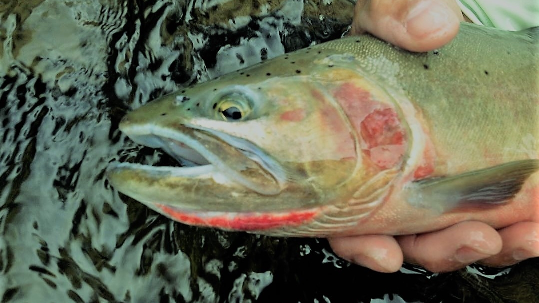 Naches River Fly Fishing