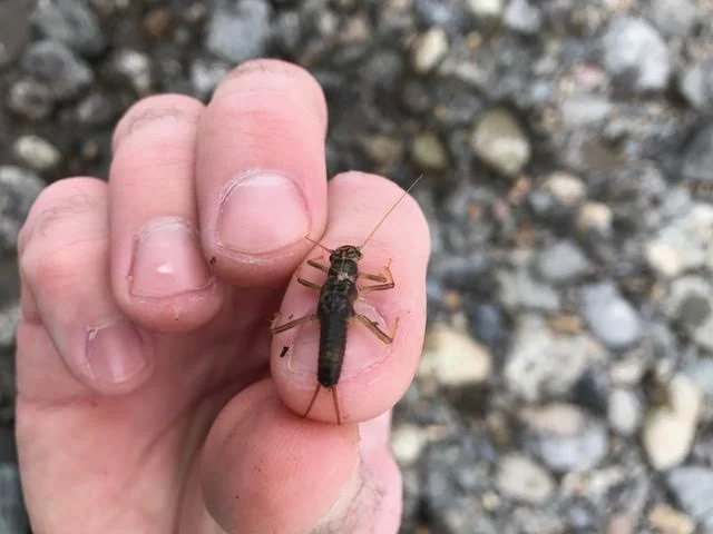 SKwala nymph