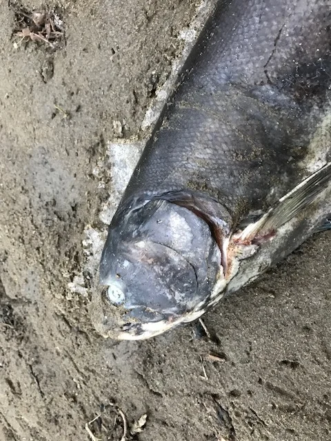 Dead Coho.jpg