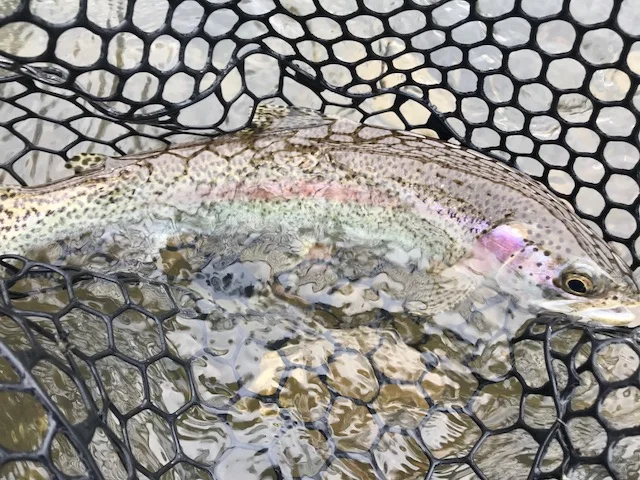 Rainbow Close-Up.jpg