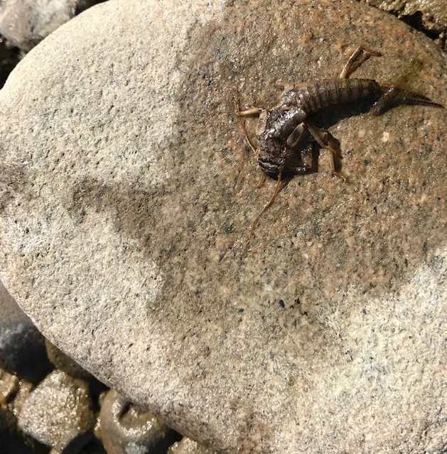 Stonefly Shuck.jpg