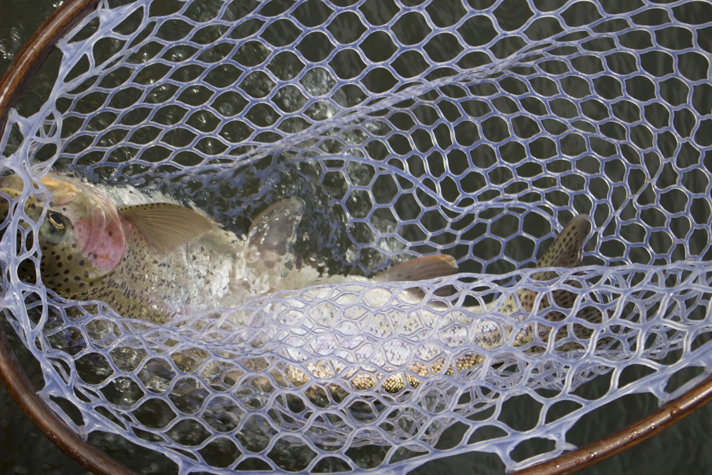 DadsBigFish1.jpg