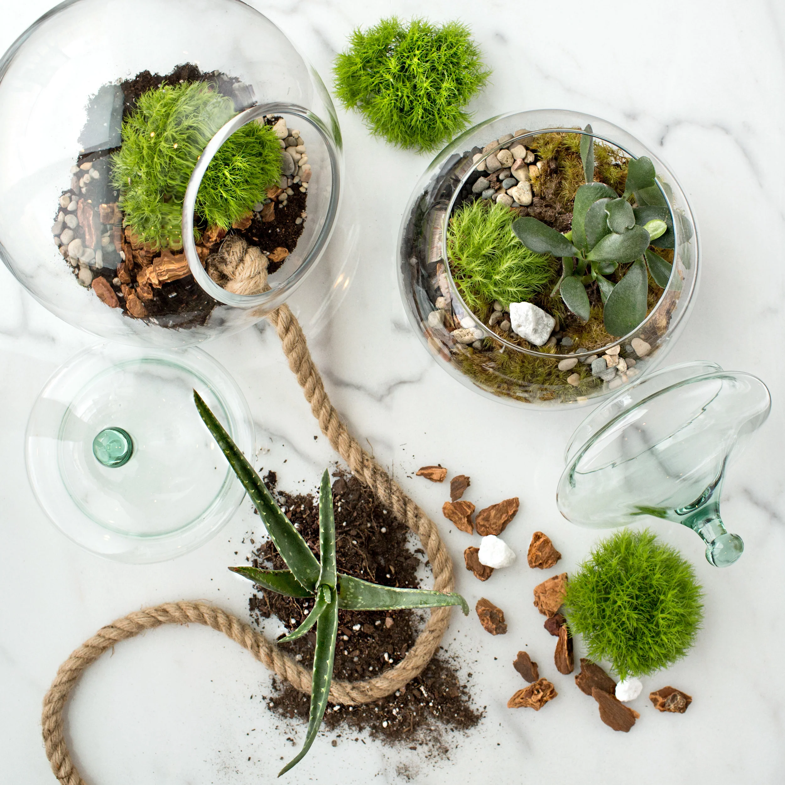 Terrariums.jpg
