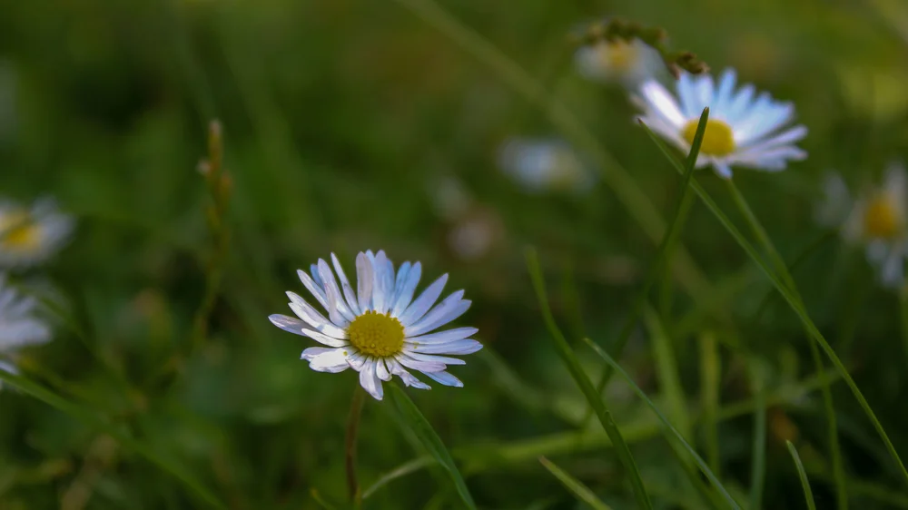 Yfm Fp Jr High High School 溢樂華人浸信會