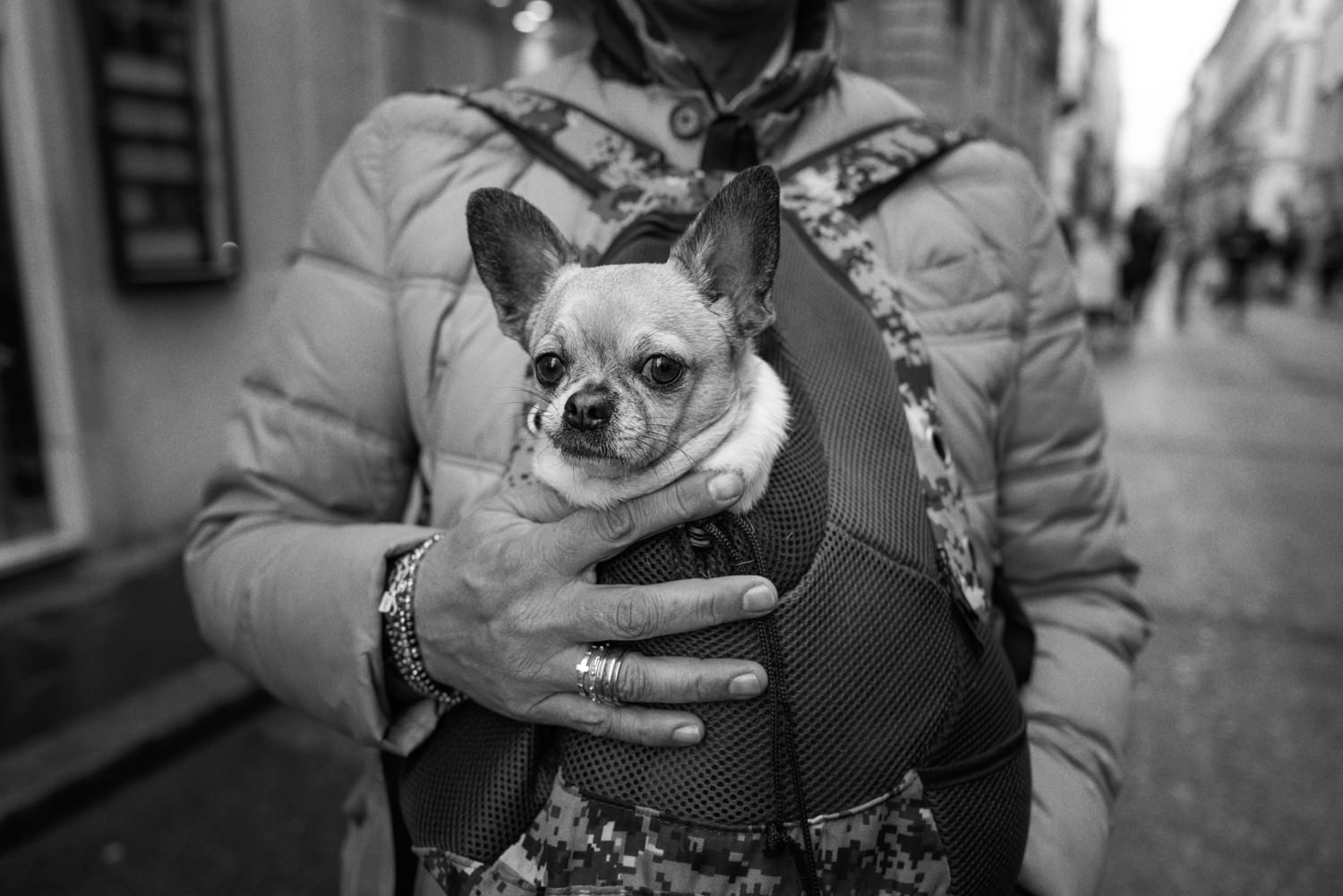 57_Street_Photography_Rome_Nice old dog_2023.jpg