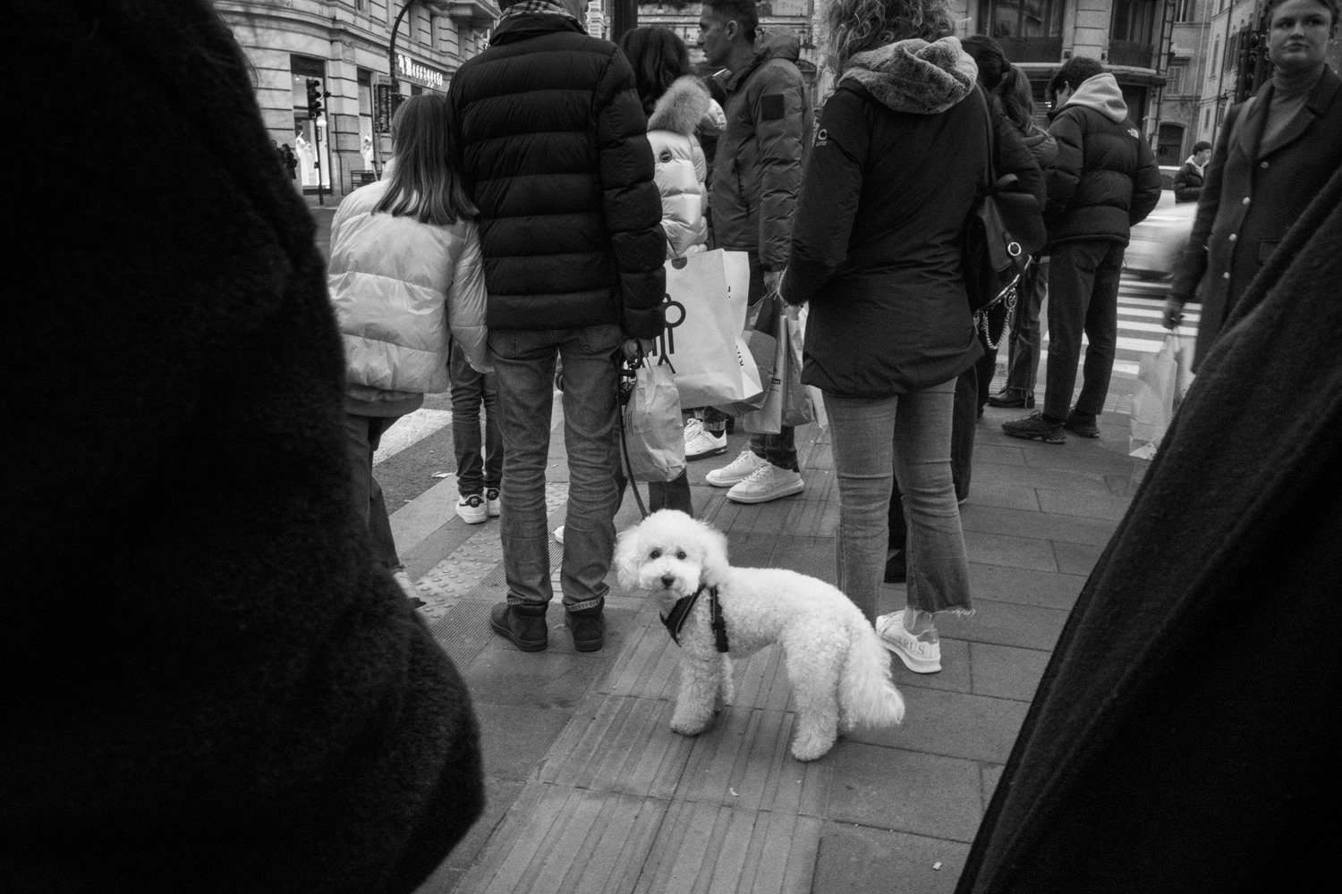 47_Street_Photography_Rome-2022_dog.jpg