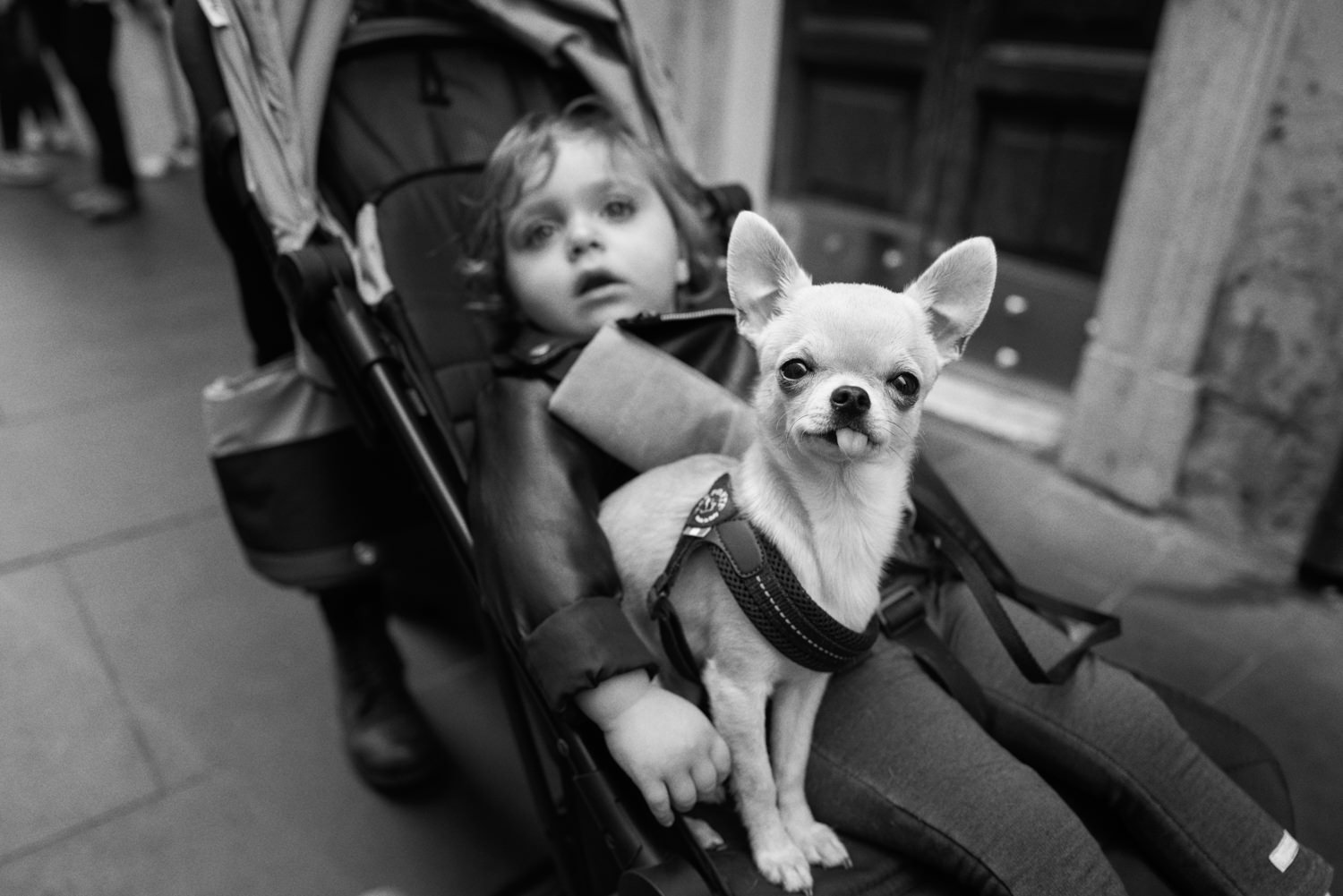 53_Street_Photography_Rome-2022_dog.jpg