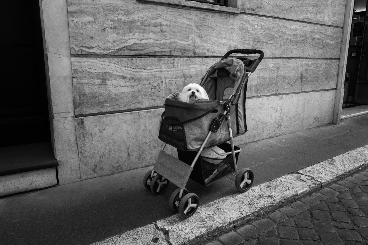 169_Street_Photography_Rome_Dog.jpg