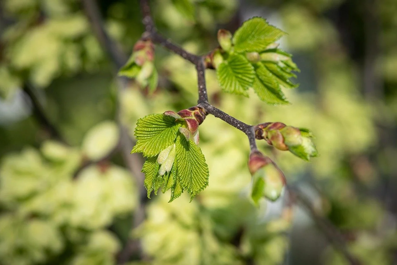 leaves-5190926_1280.jpg