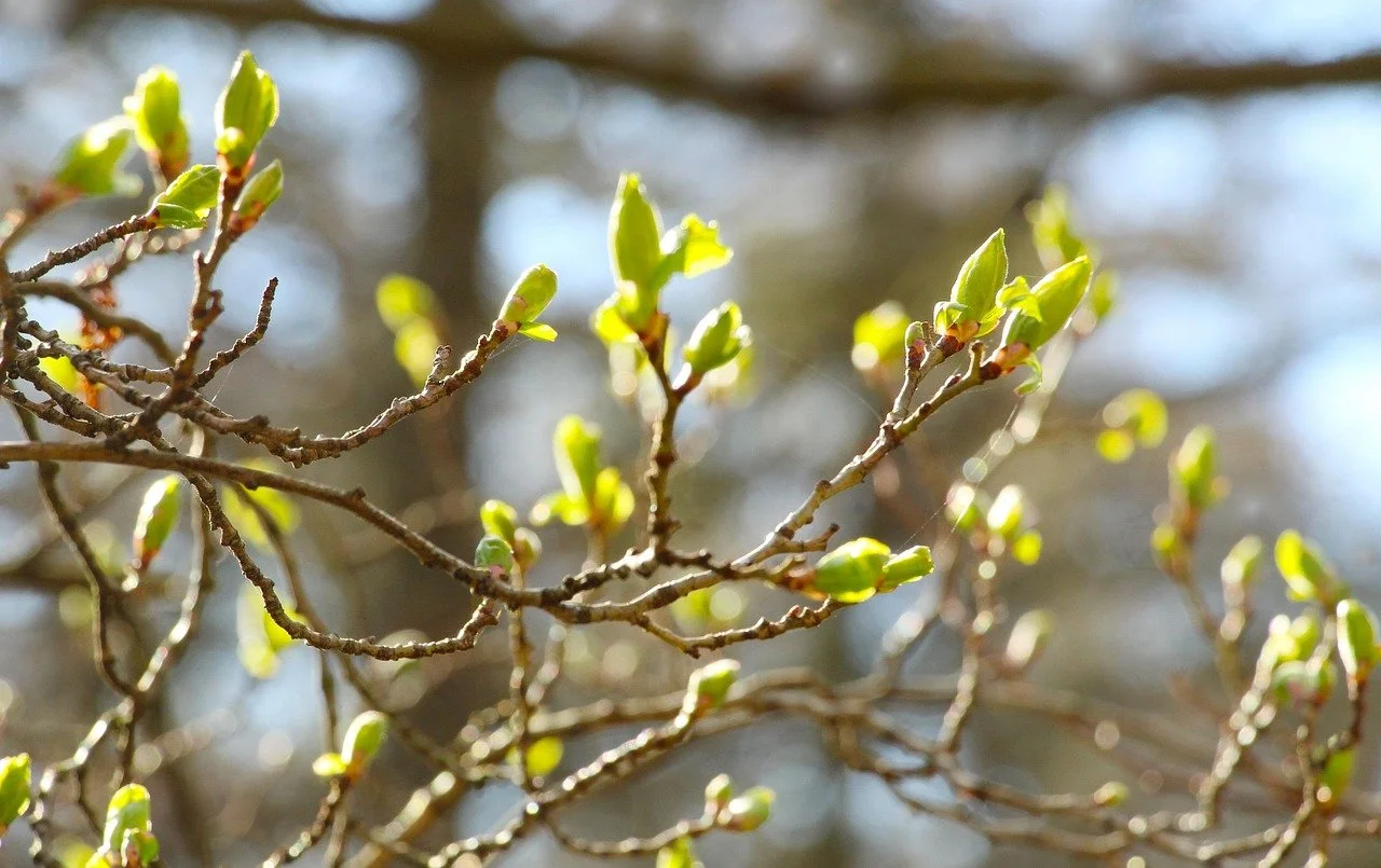 twigs-7136356_1280.jpg