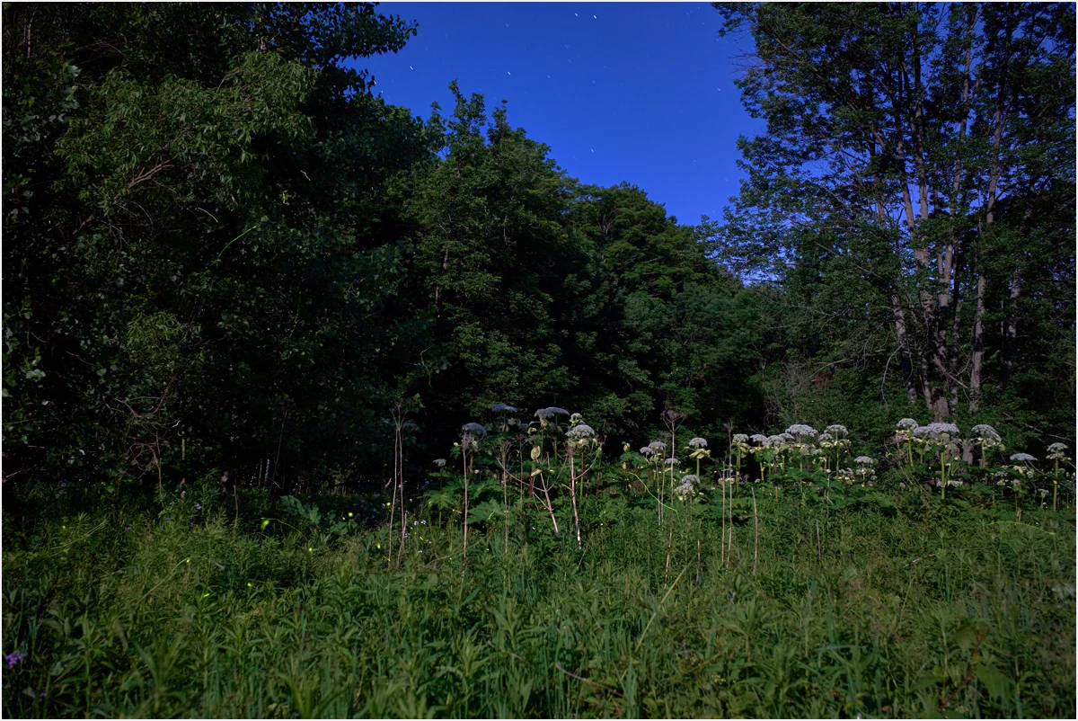 L1000748.jpg