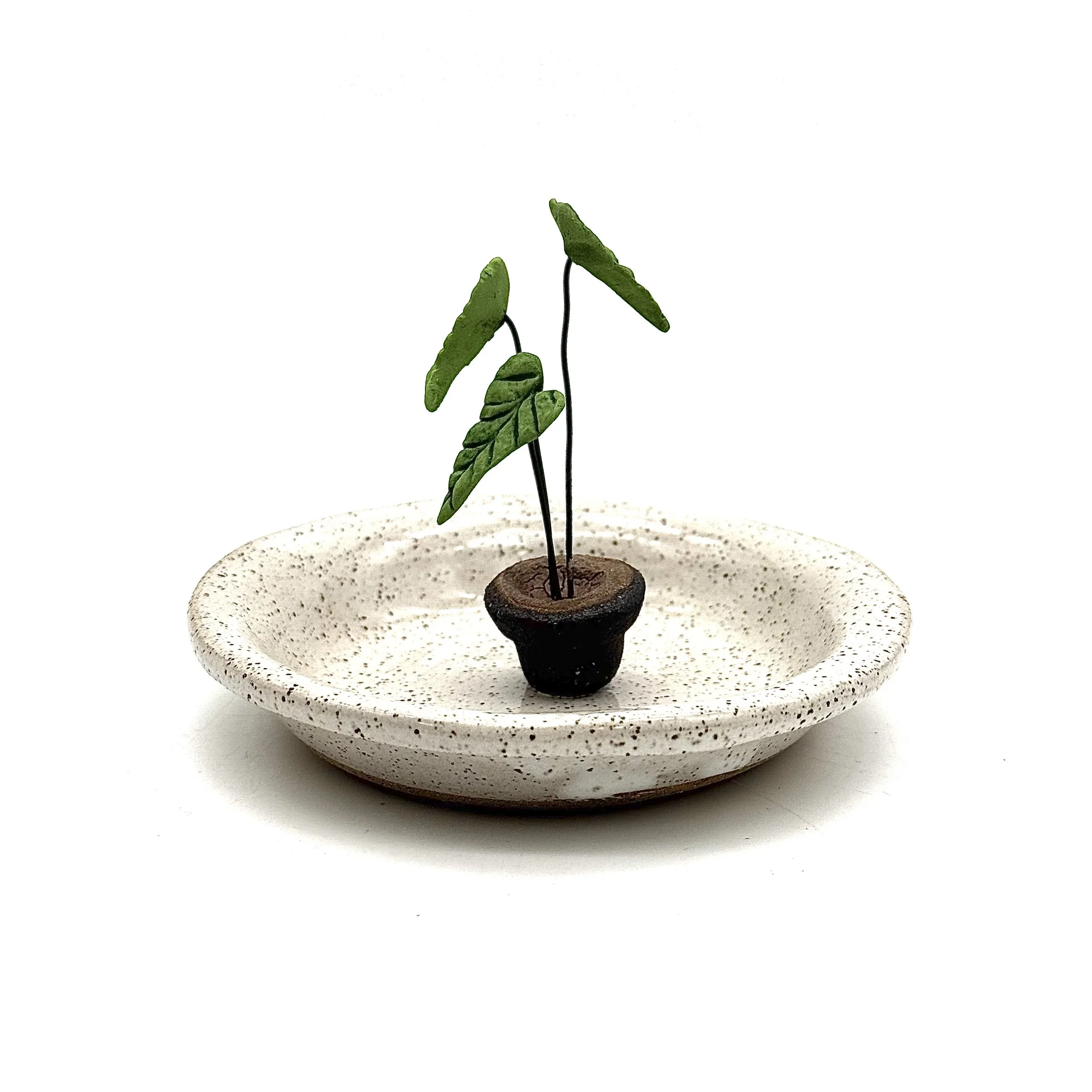 48- Ring Dish with Alocasia