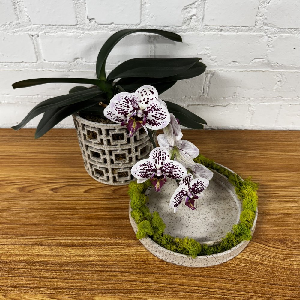 Preorder Breeze Block Orchid Planter — Kate Schroeder Ceramics