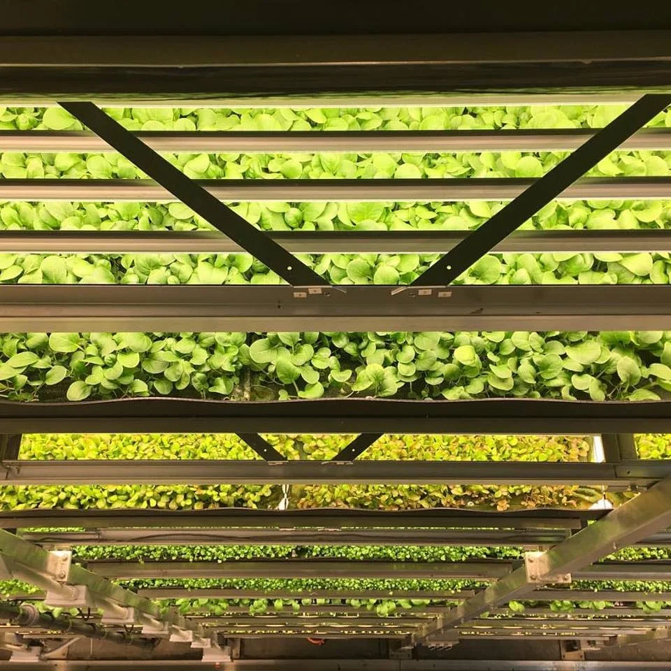 aerofarms.com
