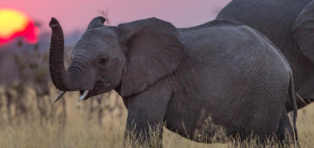 87 Elephants Killed By Poachers in Botswana