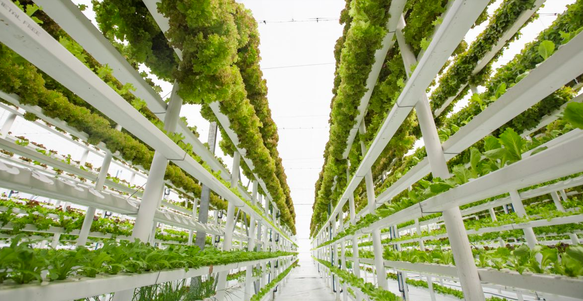 How Does Urban Farming Help Combat Food Waste?