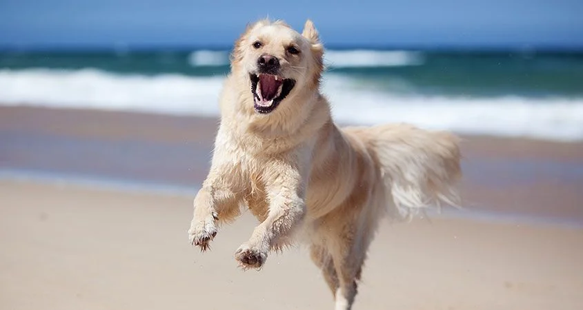 What Kind of Animal Are You?