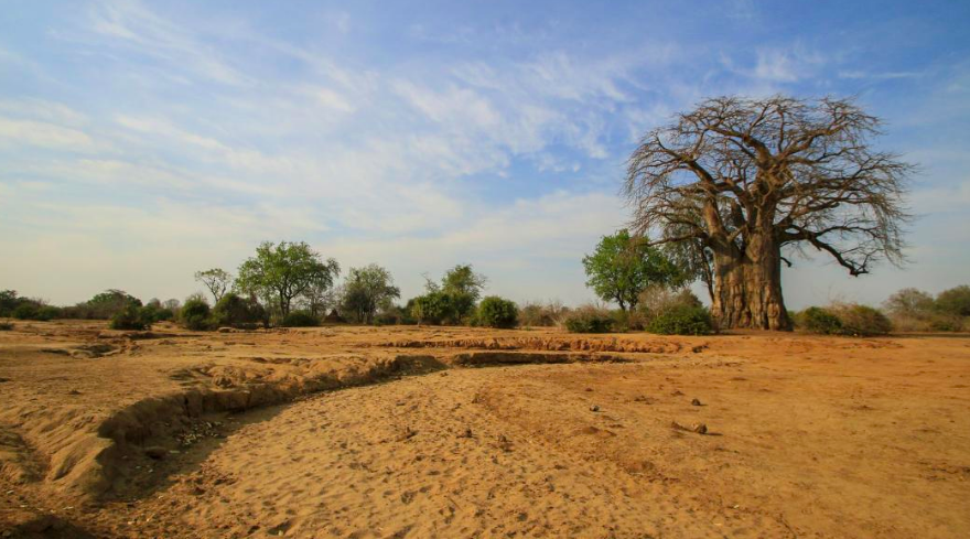 The Oldest Living Organisms in Africa Are Dying Due to Climate Change