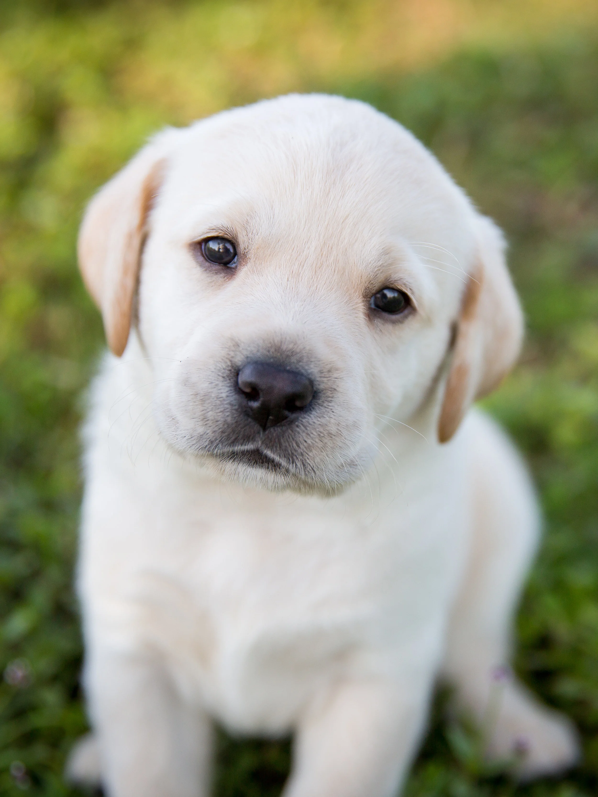 What Kind Of Dog Breed Are You?