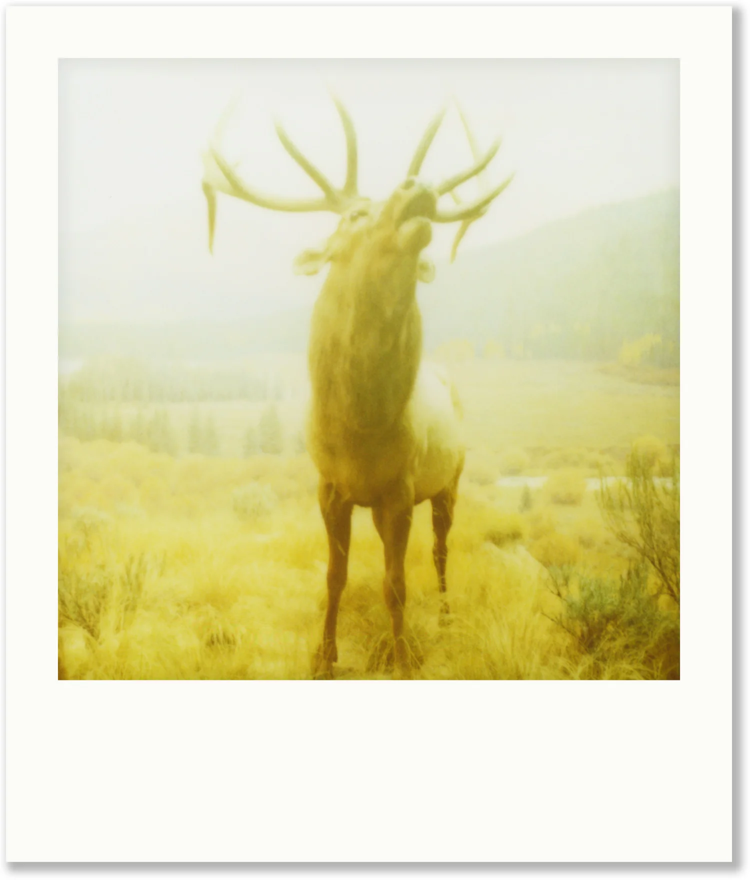 Polaroid_29.jpg